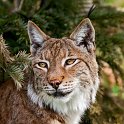 slides/IMG_9047.jpg wildlife, feline, cat, predator, fur, eurasian, lynx, eye, ear, tuft WBCW100 - Eurasian Lynx